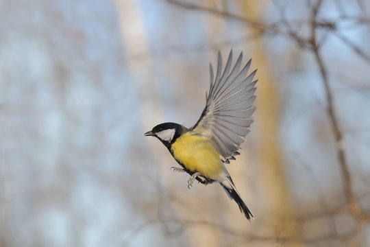 Flying Great Tit in bright autumn day