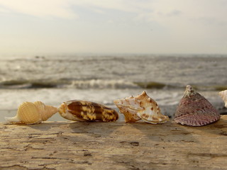 красивые морские ракушки на фоне моря лежат на деревянном бревне    