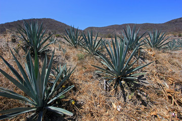 Maguey plants field to produce mezcal, Oaxaca, Mexico