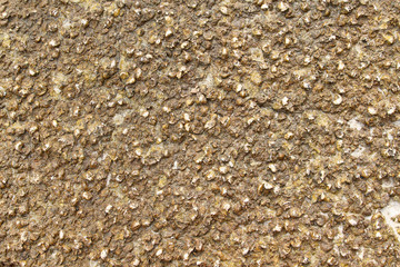 Fossil shell at 75 million years shell cemetery, Krabi, Thailand.