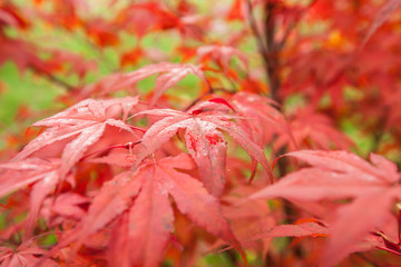 Japanischer Fächerahorn (Acer palmatum)