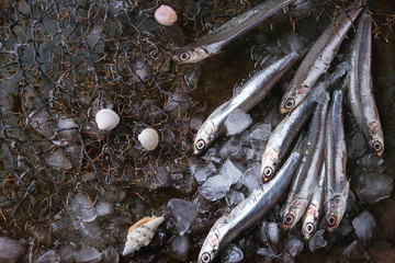 Raw fresh anchovies fishes