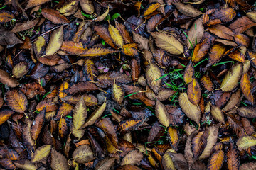 Wet autumn leaves background