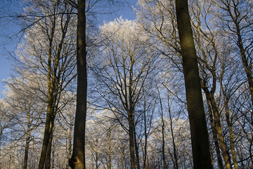 Küstenwald mit Frost