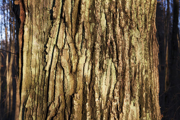 A bark of the oak in the forest.