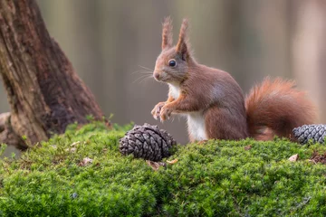 Foto op Plexiglas Eurasian red squirrel © sylviaadams