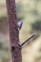 European crested tit