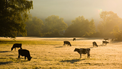 Coucher de soleil d& 39 automne, derrière des vaches à la campagne