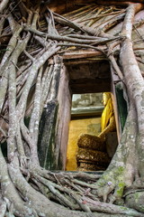 Ancient Buddha statue in old church which covered by banyan tree root at Wat Bang Kung at Amphawa in Samut Songkhram, Thailand.