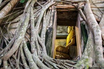 Ancient Buddha statue in old church which covered by banyan tree root at Wat Bang Kung at Amphawa in Samut Songkhram, Thailand.