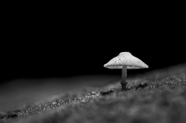 Mushroom pops out of the ground naturally., Black and white colo