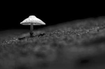 Mushroom pops out of the ground naturally., Black and white colo