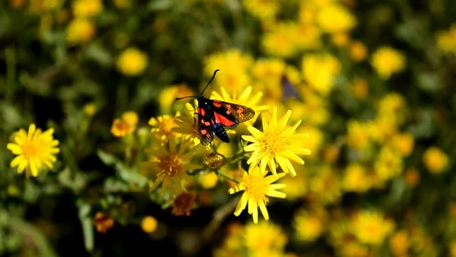 Farfalla su margherita