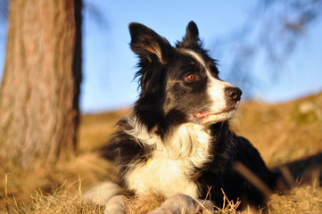 Border Collie im Wald