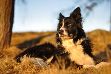 Border Collie im Wald