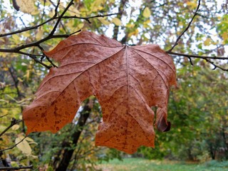 кленовый лист