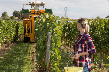 female wine grower and harvester