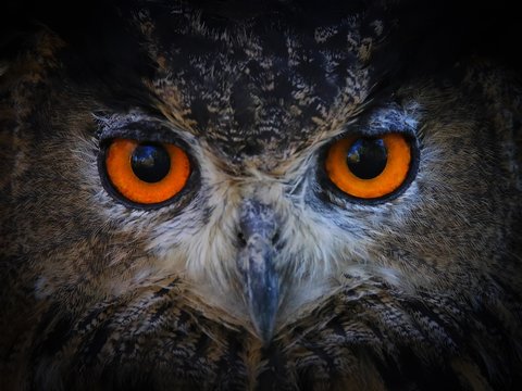 Nyctalope - Images et vidéos libres de droits | Adobe Stock