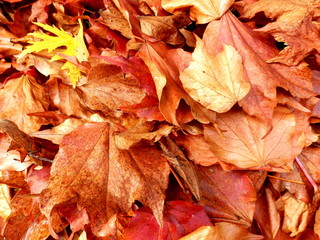 Close up of autumn leaves found decaying in a compost bin