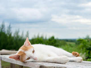 Cat sleeping and looking 