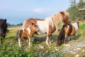 Small ponies outdoors
