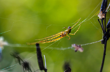 Forest spider in the center of its web