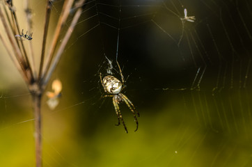Forest spider in the center of its web