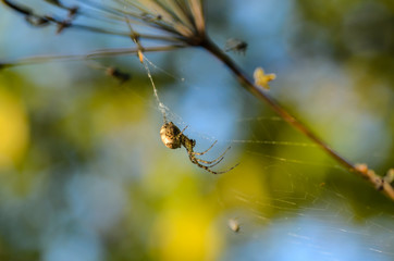 Forest spider in the center of its web