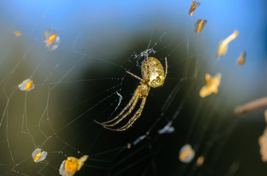 Forest spider in the center of its web