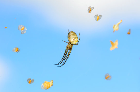 Forest spider in the center of its web