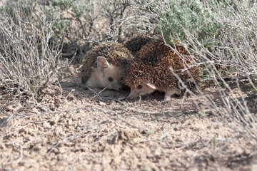Matting Long-eared hedgehogs (Hemiechinus auritus) © edward-m