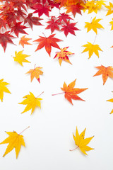 colorful maple leaves which are layed as rain shape on white backgrounds, 