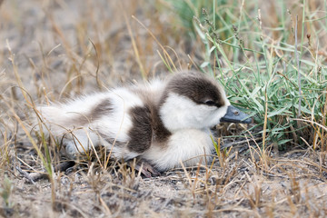 Common shelduck chick (Tadorna tadorna)