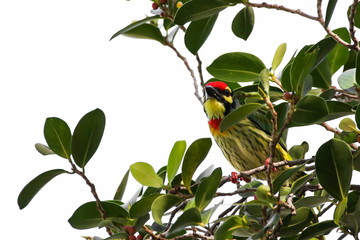 Coppersmith Barbet, Bird