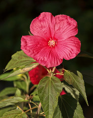 Rose mallow in a garden