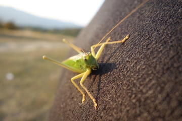 Locust close-up