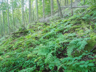 afternoon forest walk