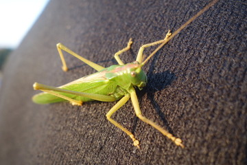 Locust close-up