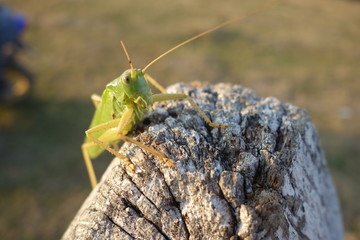 Locust close-up