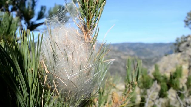 Nido di processionaria del pino.