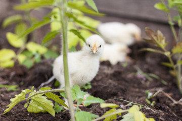 Small chick looking from the grass