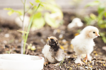 cute yellow chicken drinking water