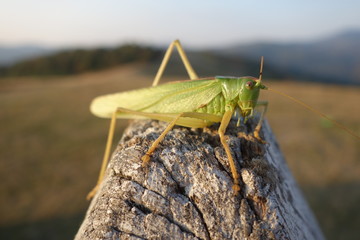 Locust close-up