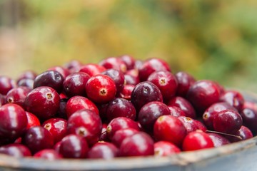 Fresh cranberries against green background