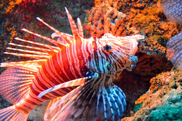 Rotfeuerfisch am Aquariumboden