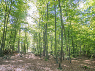 afternoon forest walk