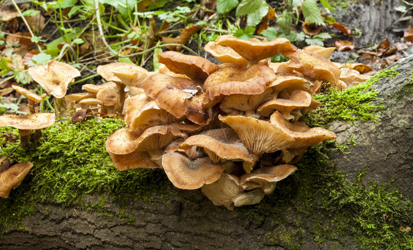 Gymnopilus penetrans, Common rustgill fungi