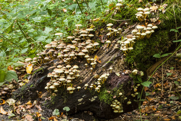 Hypholoma fasciculare Sulphur Tuft Fungi