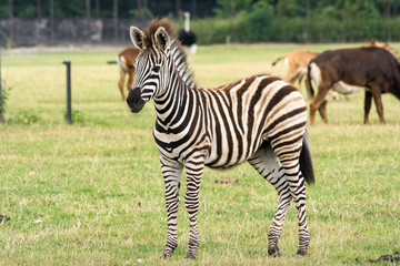 Fototapeta na wymiar Junges Zebra in der Savanne