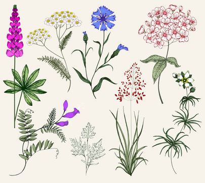 Collection of Herbs and Wild Flowers. Vintage Set. Colorful illustration in the style of engravings. Botany